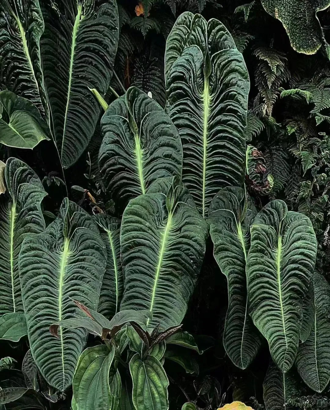 Không phải trầu bà hay kim tiền, đây mới là 