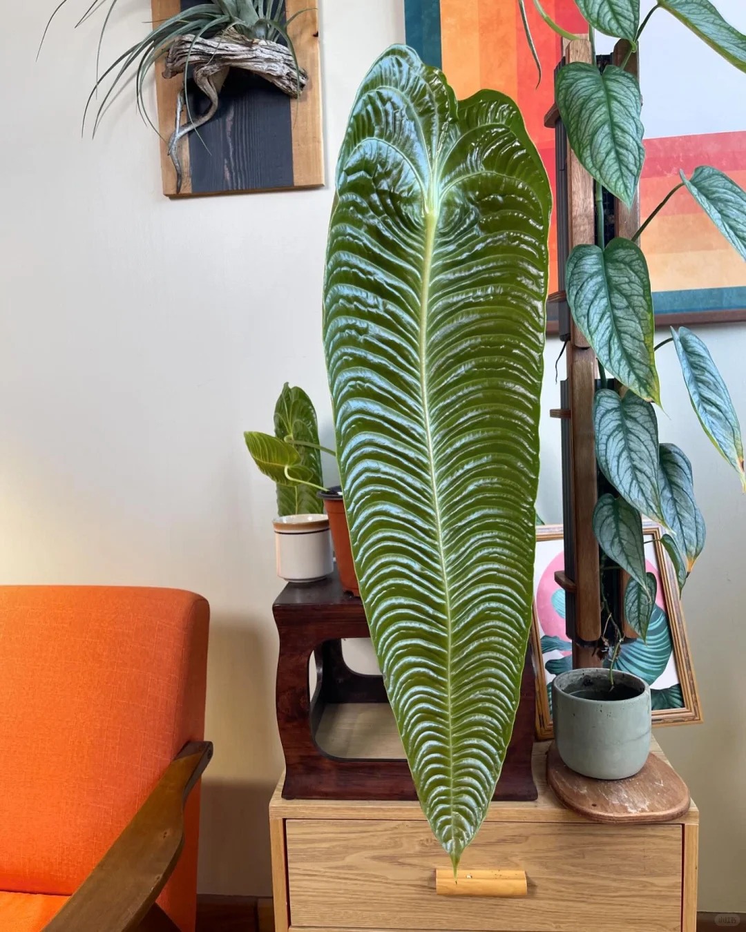 Không phải trầu bà hay kim tiền, đây mới là 