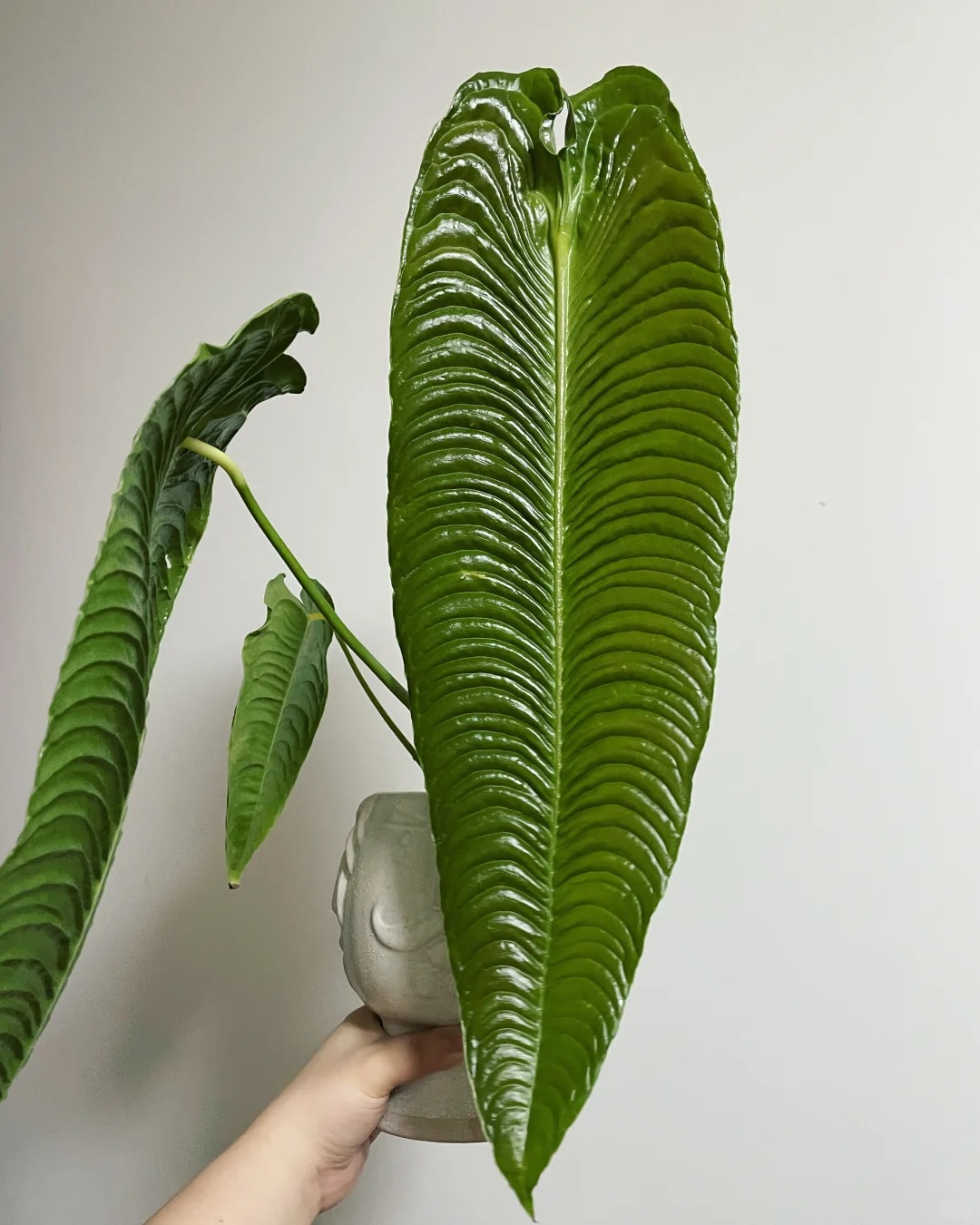 Không phải trầu bà hay kim tiền, đây mới là 