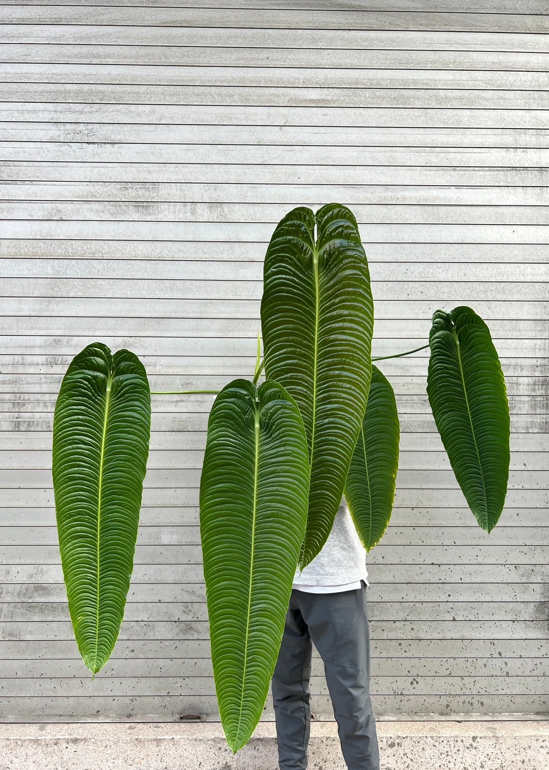 Không phải trầu bà hay kim tiền, đây mới là 