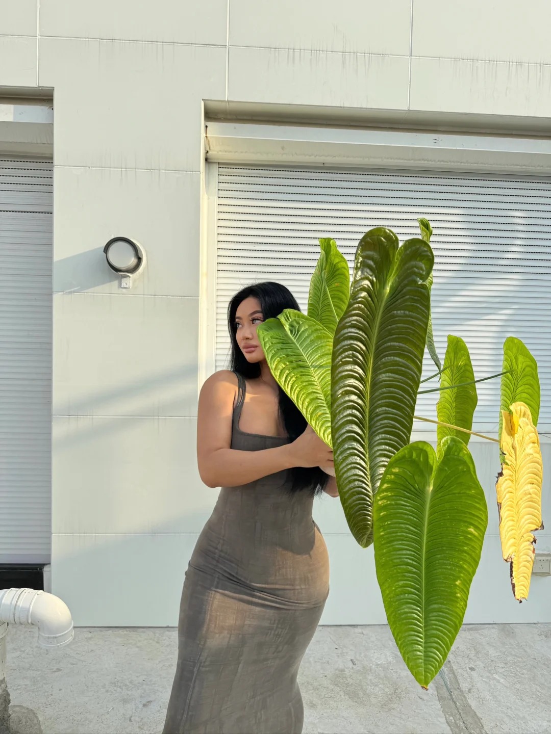 Không phải trầu bà hay kim tiền, đây mới là 