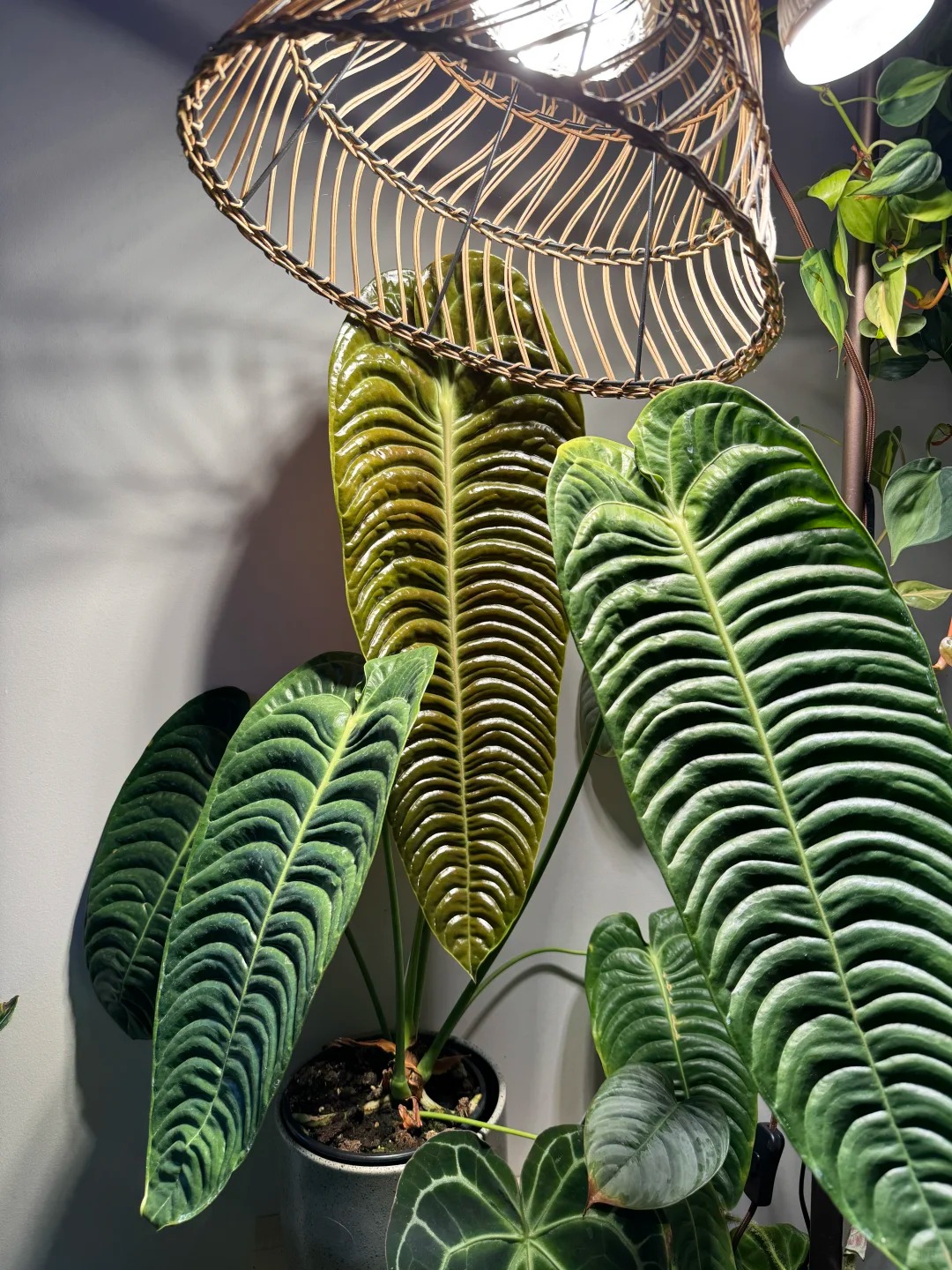 Không phải trầu bà hay kim tiền, đây mới là 