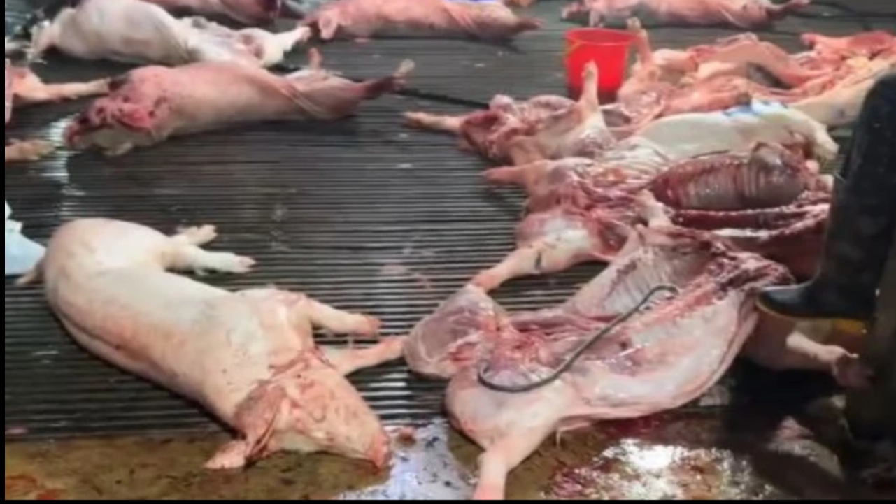 Vụ heo bệnh vào trường học: Công ty CP Dịch vụ suất ăn Công nghiệp Hà Nội nói mình là 