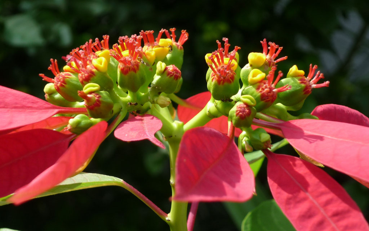 5 cây ra hoa là gia chủ 