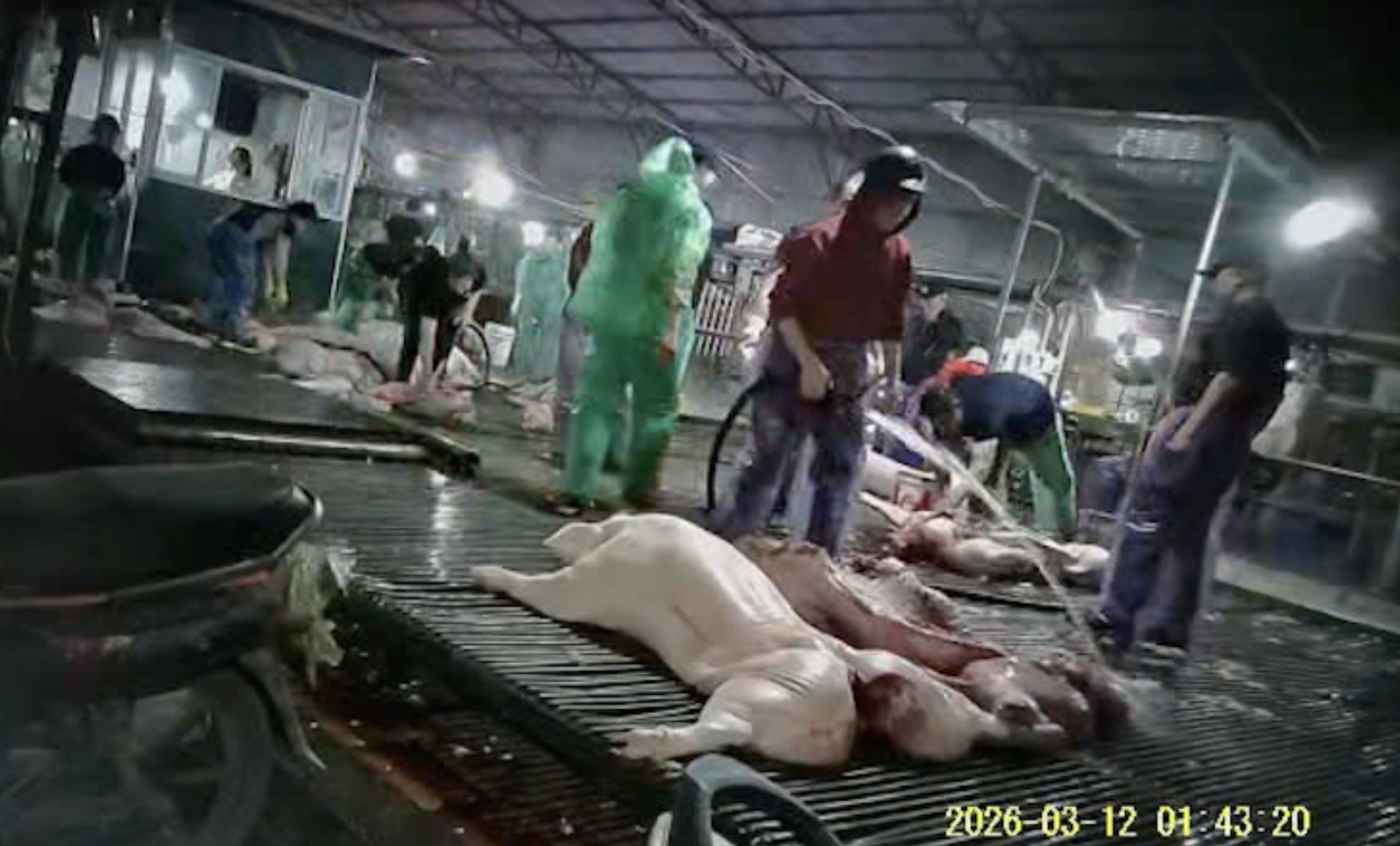 Cách 300 tấn thịt lợn bệnh lọt cửa kiểm dịch, vào trường học ở Hà Nội- Ảnh 2.