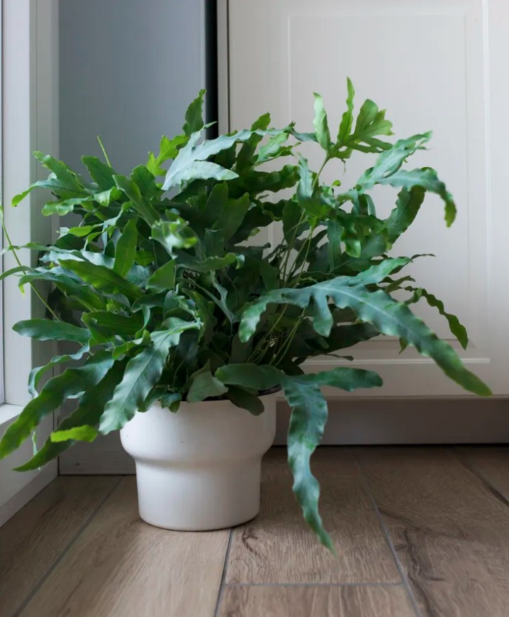 5 loại cây cảnh không nên mua kẻo phí tiền, phí sức- Ảnh 3.