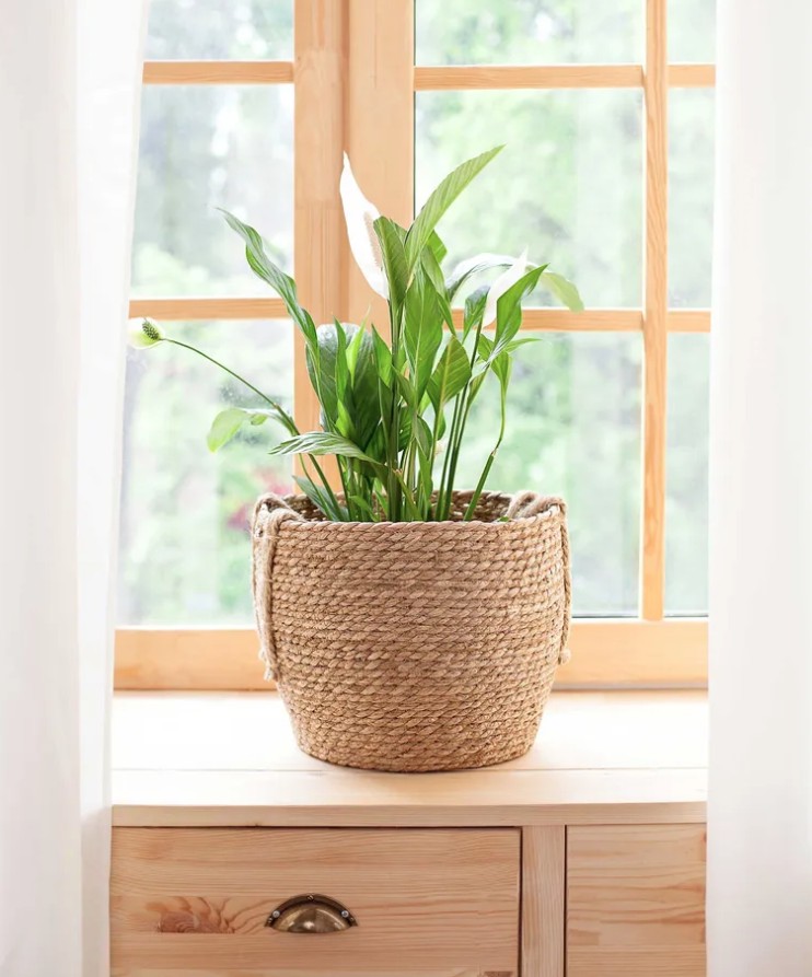 5 loại cây cảnh không nên mua kẻo phí tiền, phí sức- Ảnh 4.