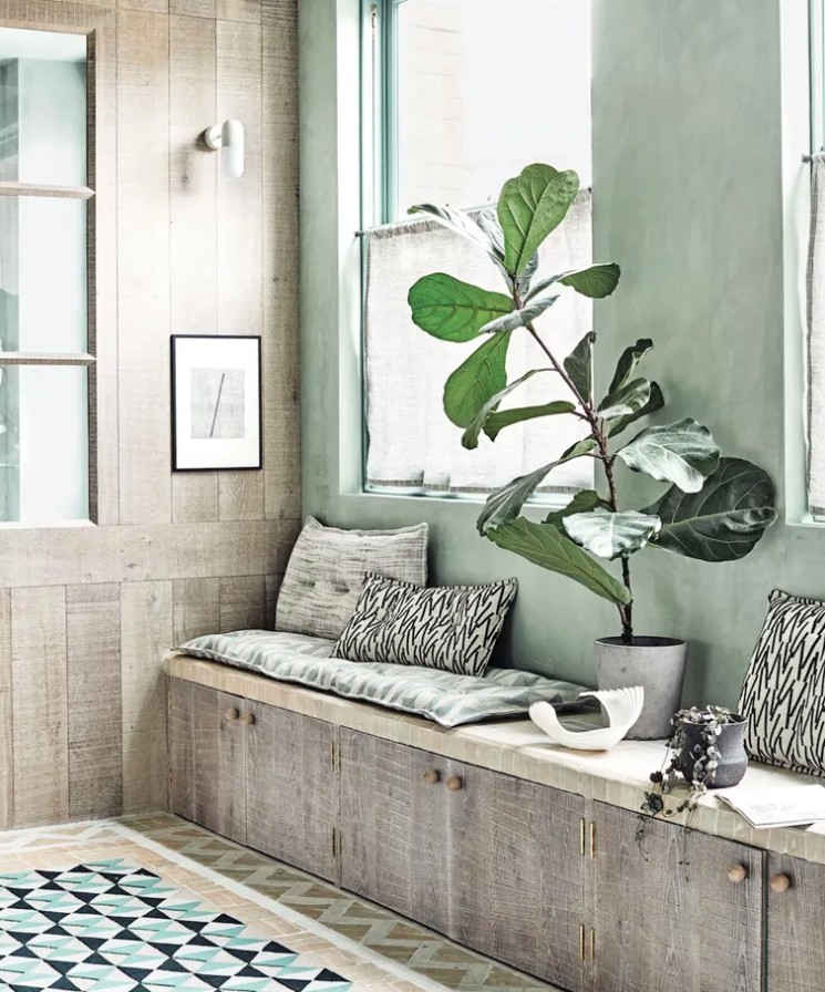 5 loại cây cảnh không nên mua kẻo phí tiền, phí sức- Ảnh 5.