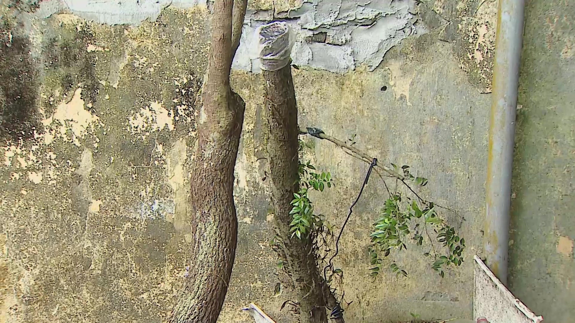 Kiểm lâm Thanh Hóa cảnh báo thú chơi cây muội hồng, coi chừng vi phạm pháp luật 2 Kiểm lâm Thanh Hóa cảnh báo thú chơi cây muội hồng, coi chừng vi phạm pháp luật - Ảnh 3.