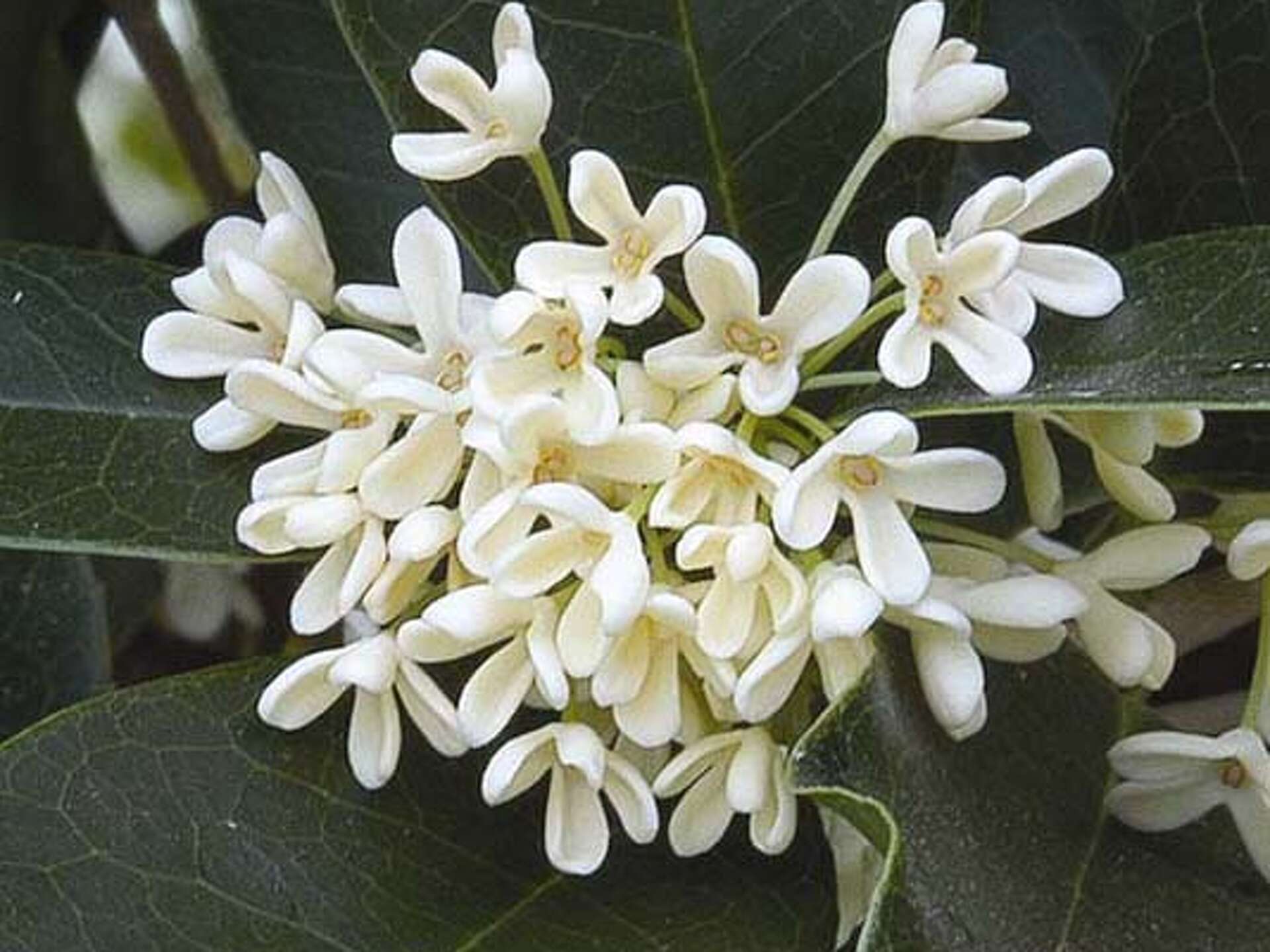 8 loại cây nở hoa thơm ngát suốt mùa hè, nên trồng ngay trong nhà- Ảnh 2.