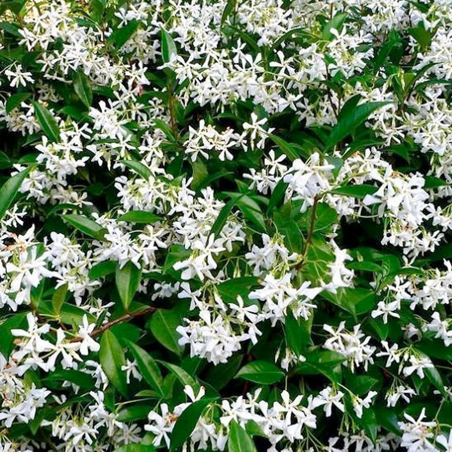 8 loại cây nở hoa thơm ngát suốt mùa hè, nên trồng ngay trong nhà- Ảnh 4.