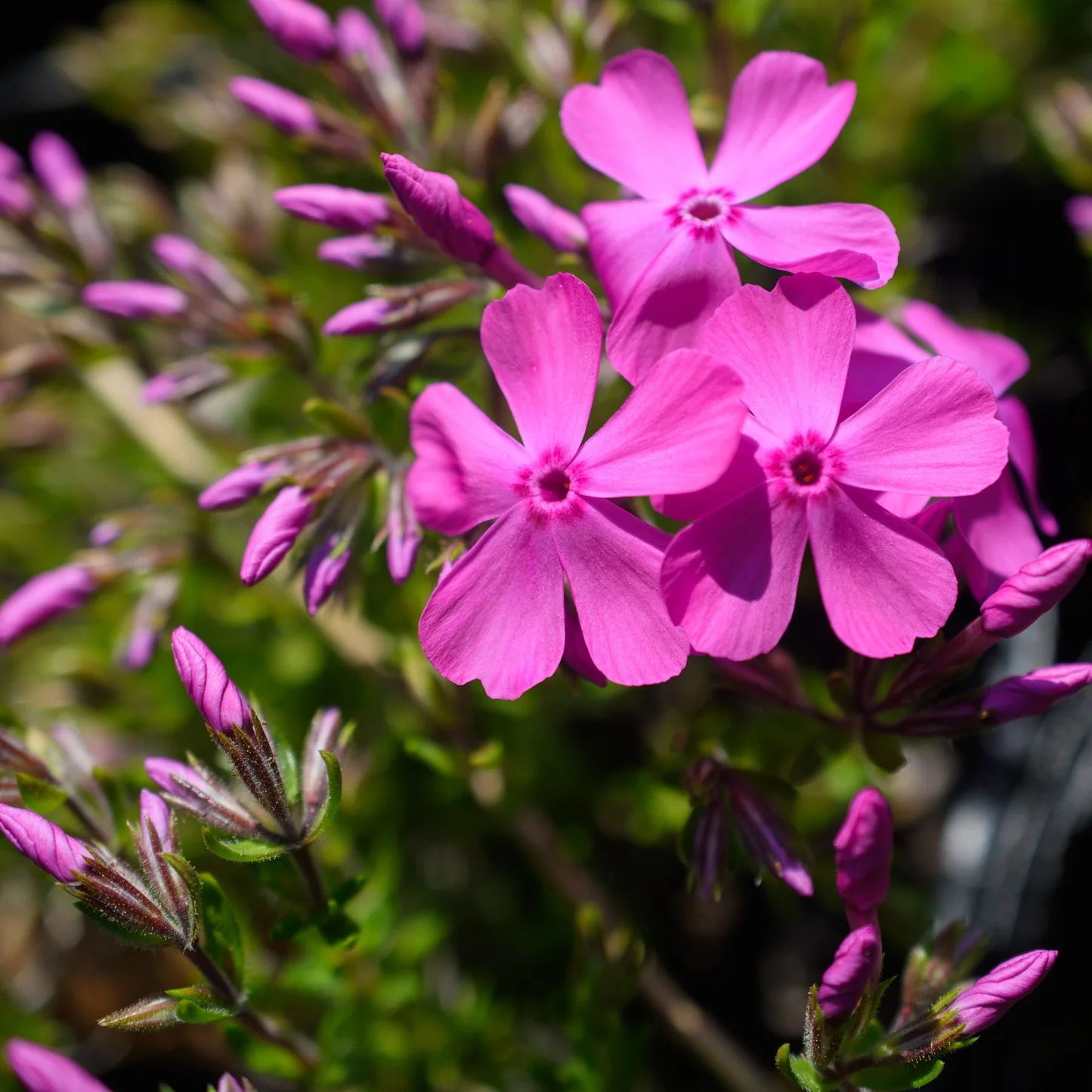 8 loại cây nở hoa thơm ngát suốt mùa hè, nên trồng ngay trong nhà- Ảnh 5.