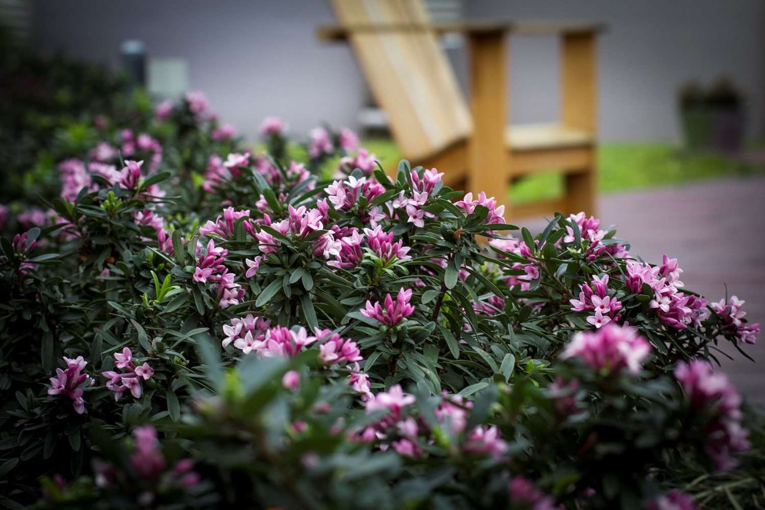 8 loại cây nở hoa thơm ngát suốt mùa hè, nên trồng ngay trong nhà- Ảnh 7.