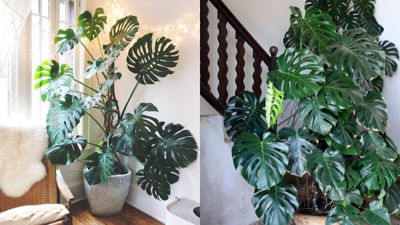 Gia đình khá giả chuộng trồng nhất 4 loài cây này: Cành khỏe, lá đẹp, dáng sang, nhìn là biết chủ nhân có gu- Ảnh 2.