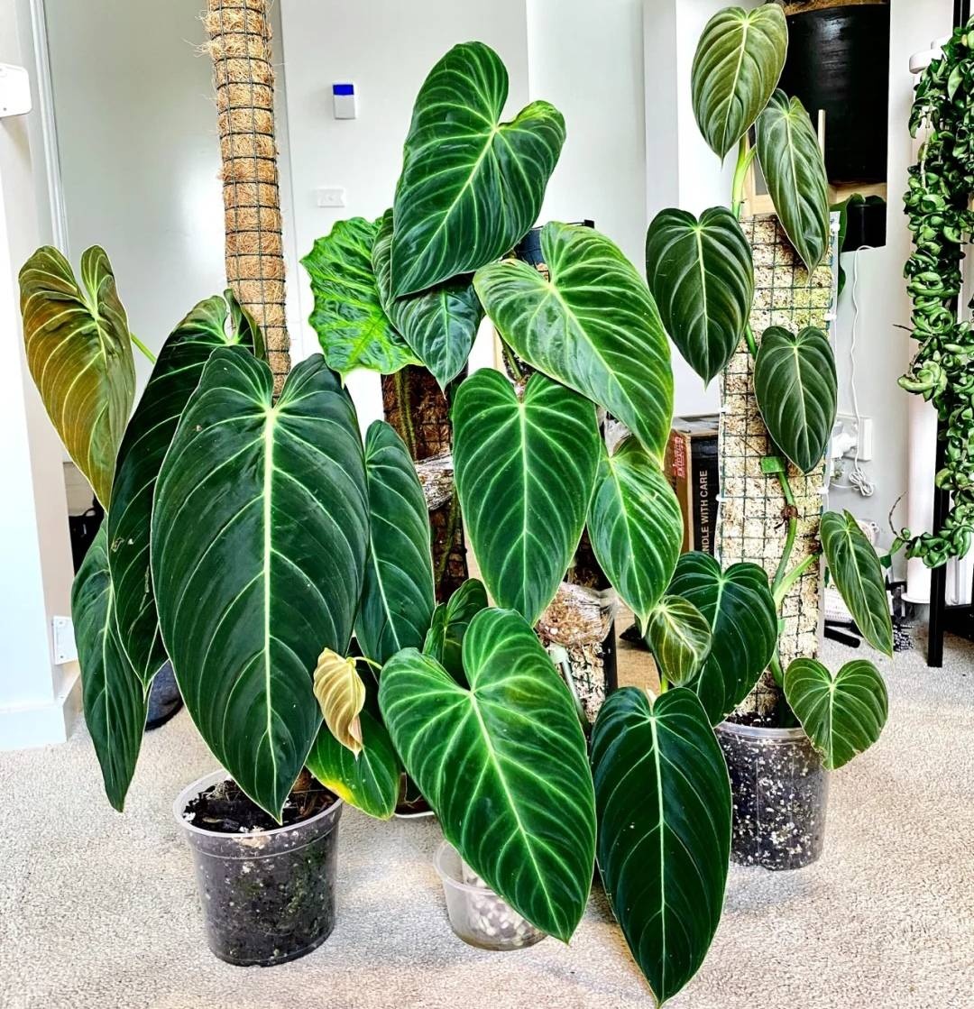 Gia đình khá giả chuộng trồng nhất 4 loài cây này: Cành khỏe, lá đẹp, dáng sang, nhìn là biết chủ nhân có gu- Ảnh 4.