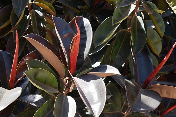 Gia đình khá giả chuộng trồng nhất 4 loài cây này: Cành khỏe, lá đẹp, dáng sang, nhìn là biết chủ nhân có gu- Ảnh 6.