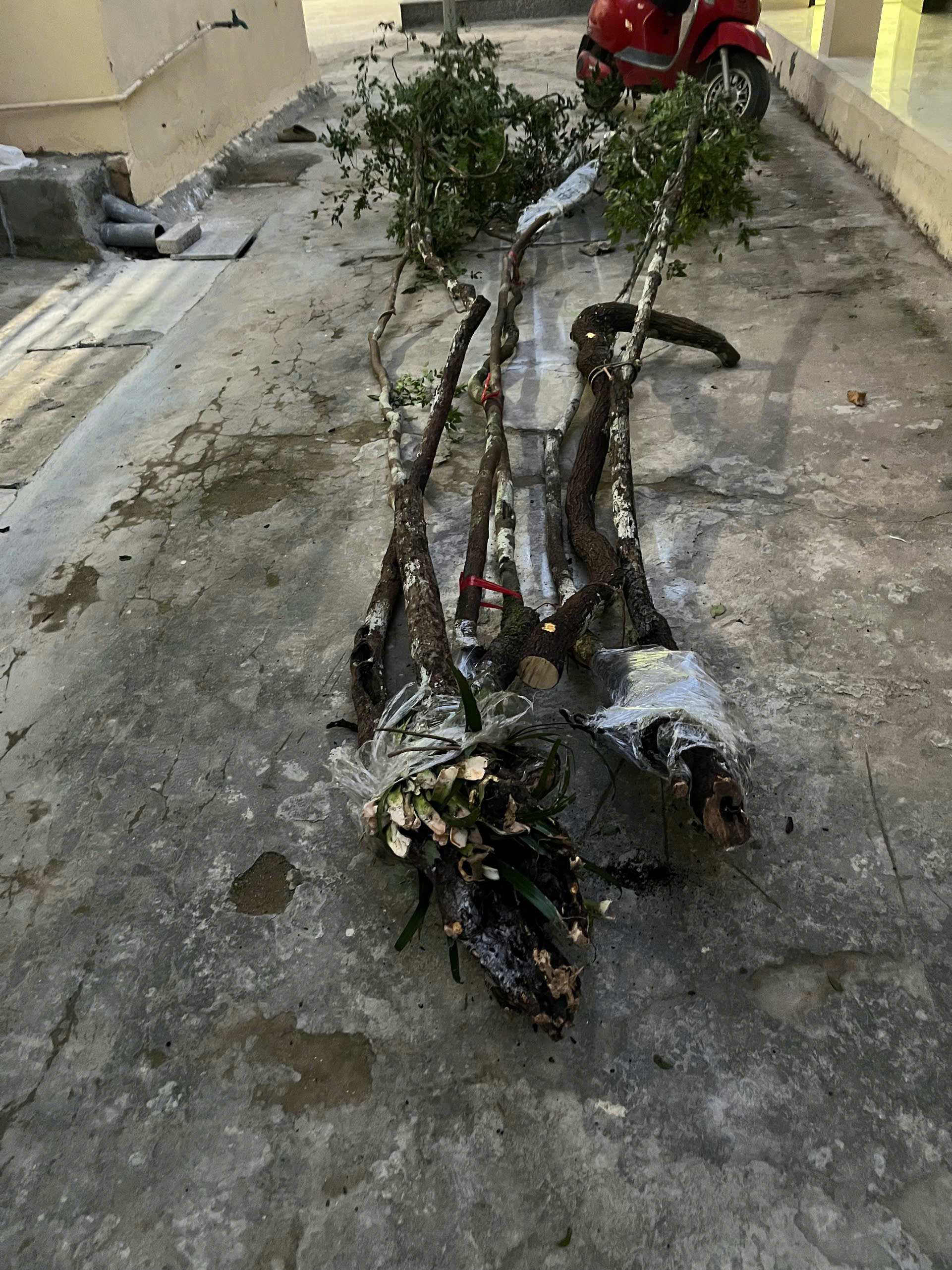 muội hồng - Ảnh 3.