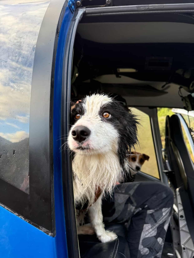 Molly trên trực thăng về với cô chủ. Ảnh: Guardian