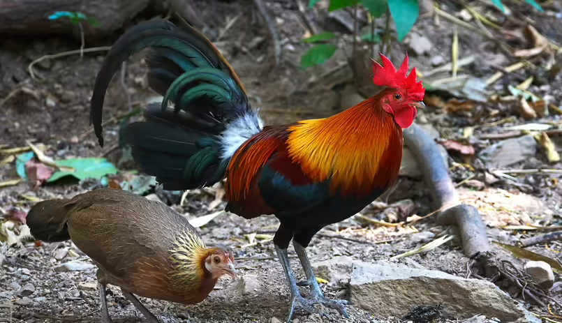 Con gà hay quả trứng có trước?- Ảnh 2.