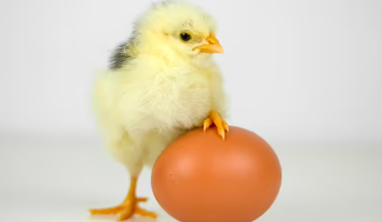 Con gà hay quả trứng có trước?- Ảnh 3.
