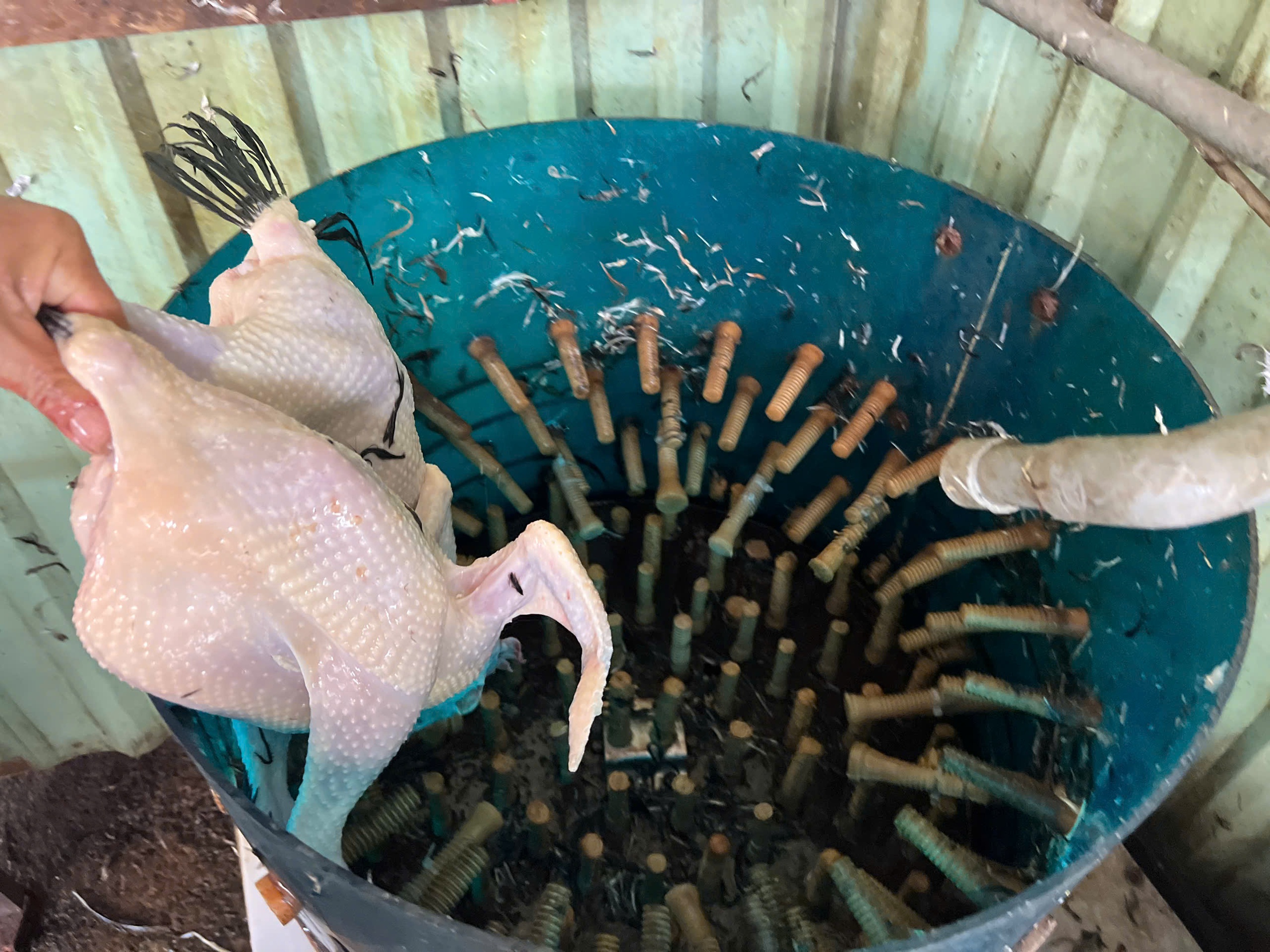 Lò giết mổ gia cầm 'chui', bốc mùi hôi thối trong khu dân cư TP.HCM- Ảnh 3.