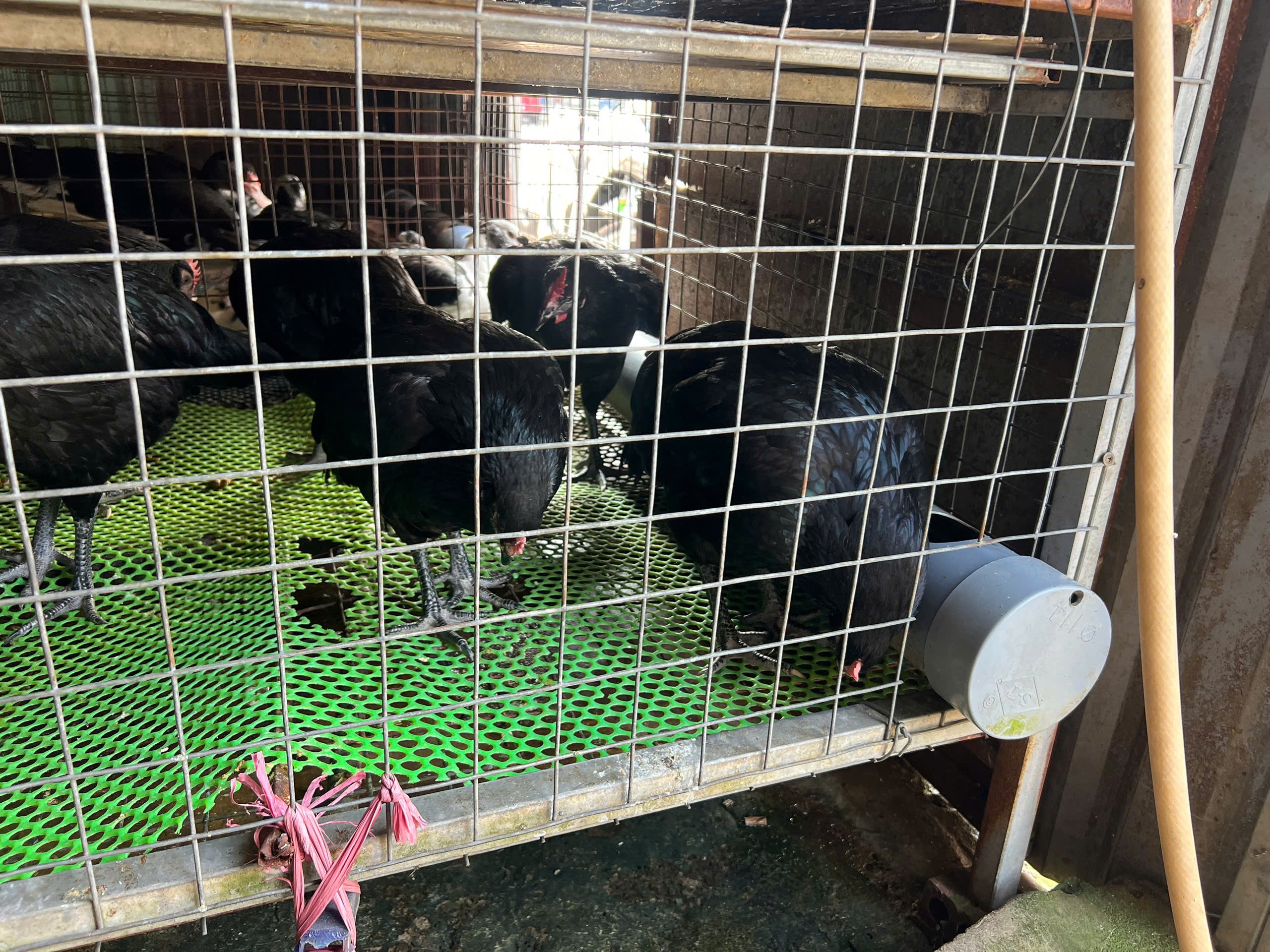 Lò giết mổ gia cầm 'chui', bốc mùi hôi thối trong khu dân cư TP.HCM- Ảnh 4.