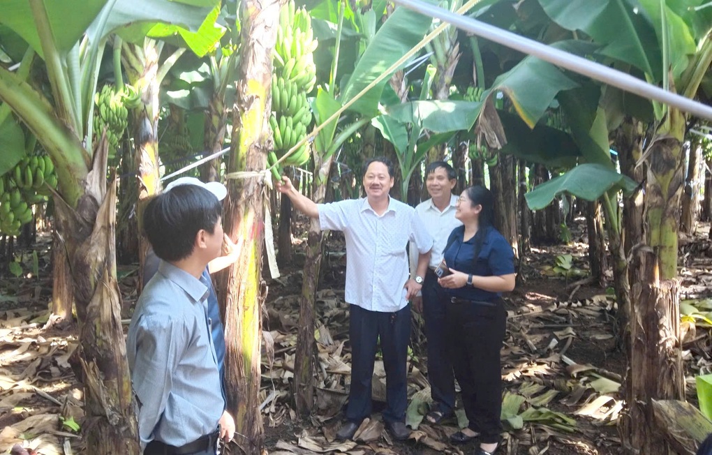 Đồng Nai xuất 220 tấn chuối tươi sang Nhật Bản, Hàn Quốc, Trung Quốc - 3