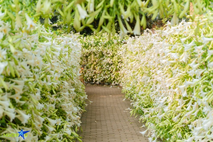 Con đường hoa loa kèn trong nông trại 16.000 m2 hút khách check-in - 2