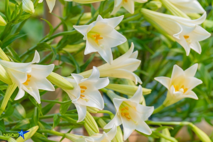 Con đường hoa loa kèn trong nông trại 16.000 m2 hút khách check-in - 8