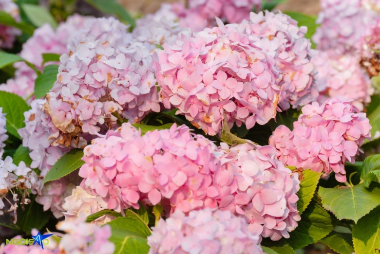 Con đường hoa loa kèn trong nông trại 16.000 m2 hút khách check-in - 10