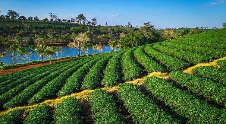 6 hãng trà ô long Việt Nam ngon nhất, xịn nhất: Tinh tuyển cao nguyên, uống 1 lần cứ nhớ mãi- Ảnh 2.