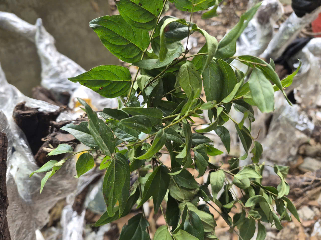 cây muội hồng - Ảnh 3.