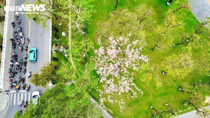 'Vương giả chi hoa' khoe sắc hồng tím trong Hoàng cung Huế - 10