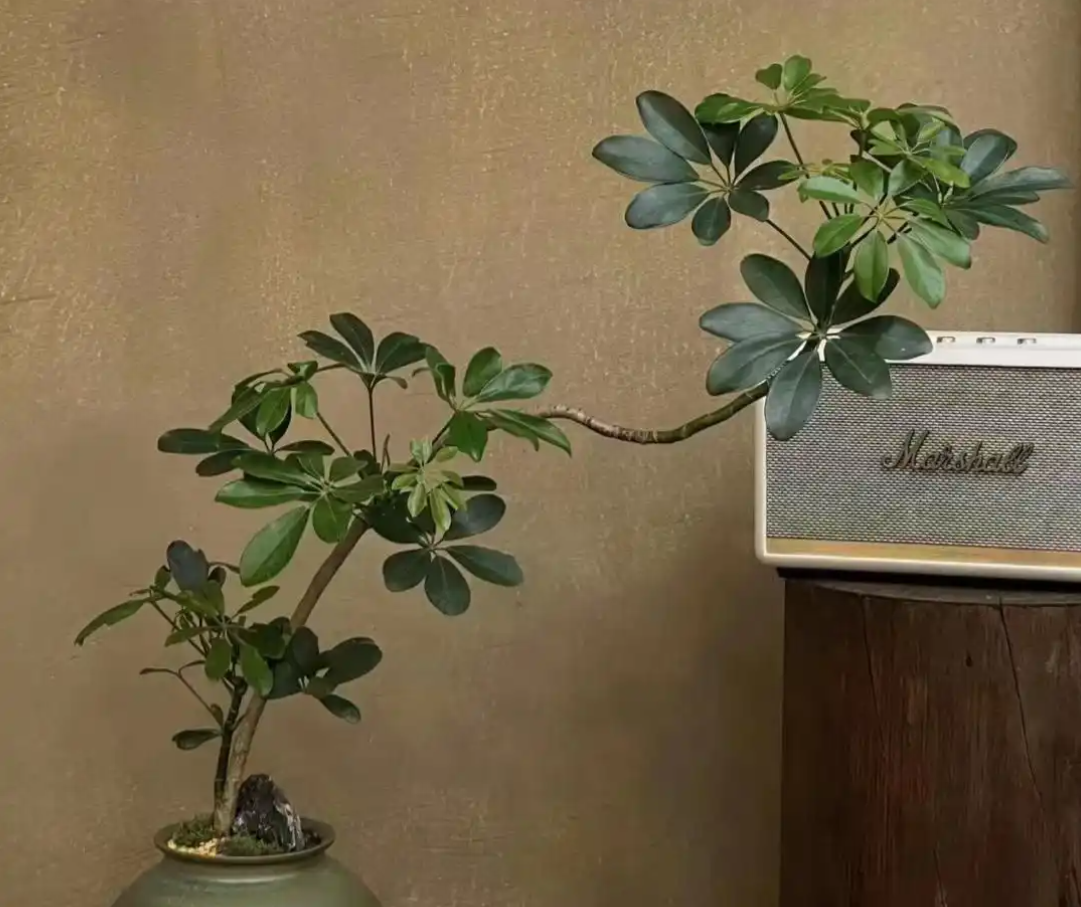 Không phải mê tín: Trong nhà có 6 loài cây này, càng trồng càng may mắn, bảo sao người giàu thích mê- Ảnh 3.