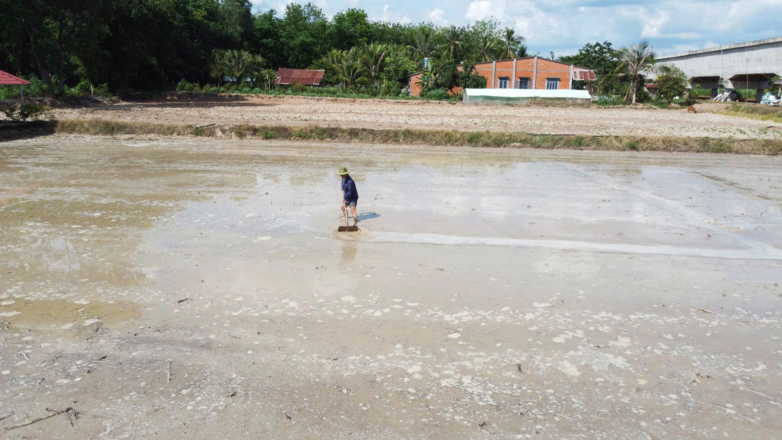 Nông dân Tây Ninh gặp khó vì giá lúa thấp, giá phân bón tăng cao- Ảnh 2.
