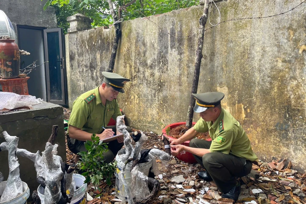 Bắt 2 xe tải vận chuyển Muội Hồng đi tiêu thụ trái phép-6.jpg