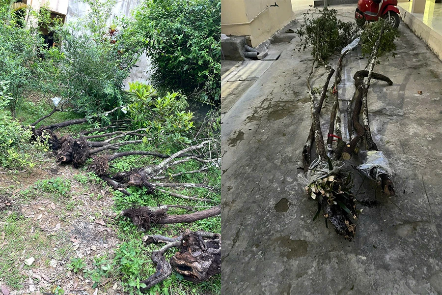 Bắt 2 xe tải vận chuyển Muội Hồng đi tiêu thụ trái phép-2.jpg