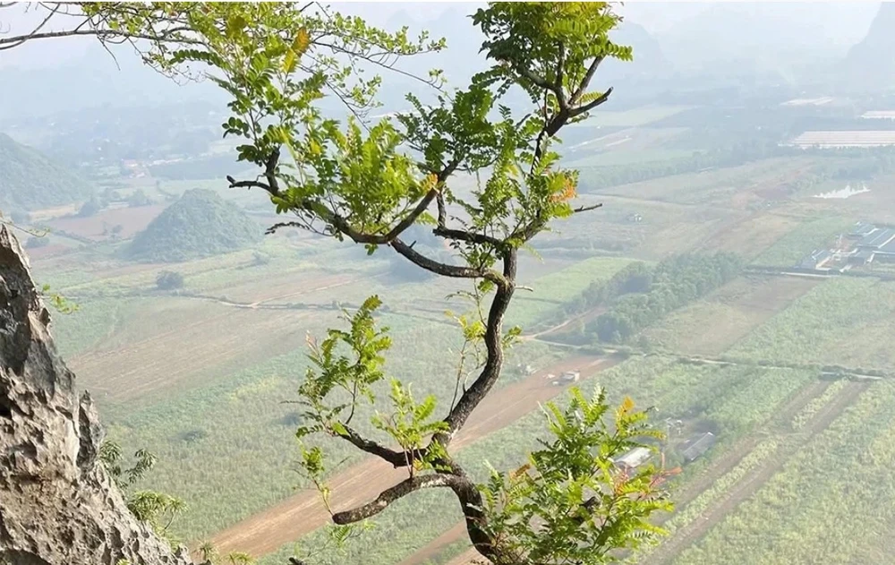 Cơn sốt muội hồng.jpg