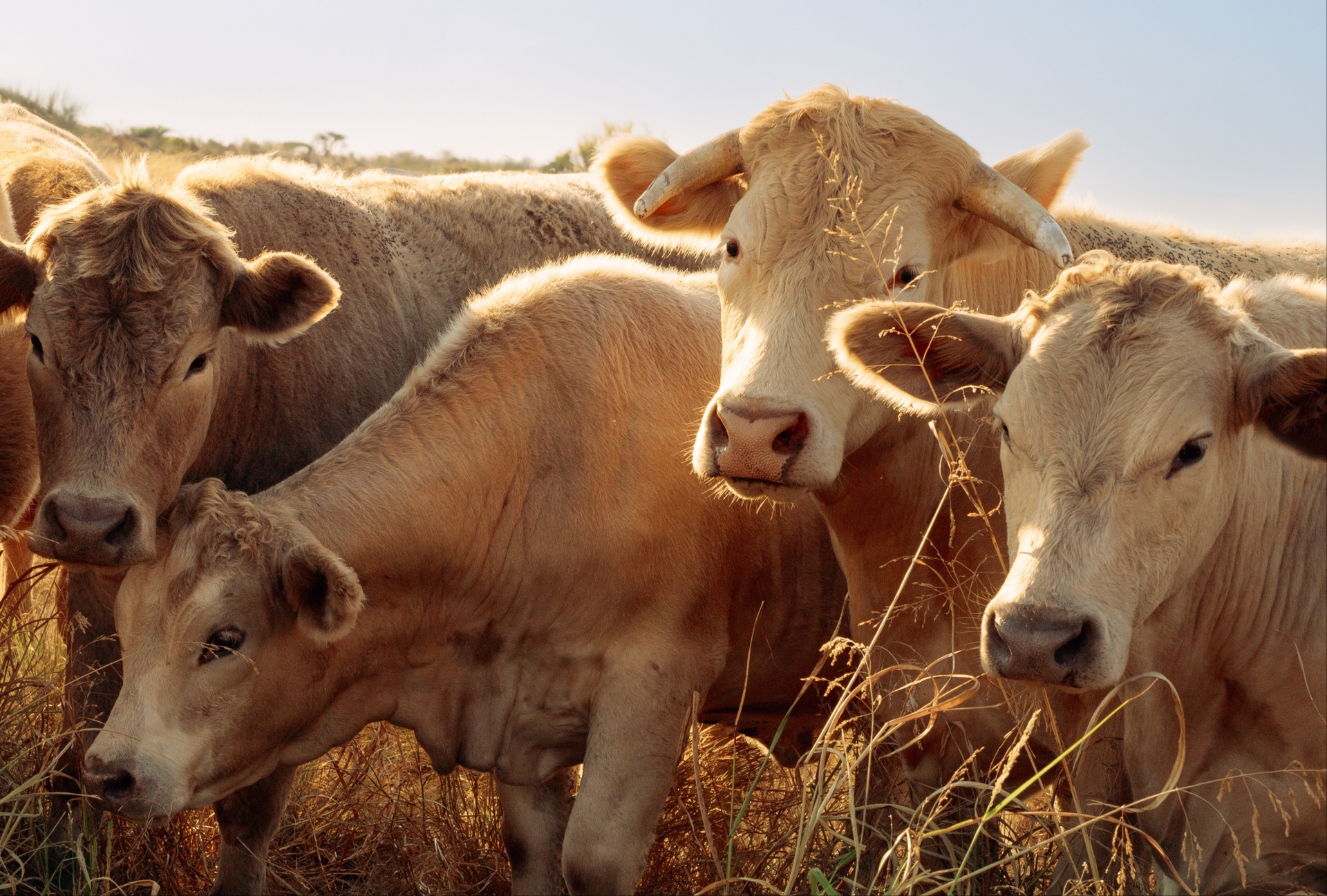 Giải mã bí ẩn nguyên do loài bò chỉ ăn cỏ nhưng vẫn phát triển hàng trăm cân thịt cơ bắp- Ảnh 2.