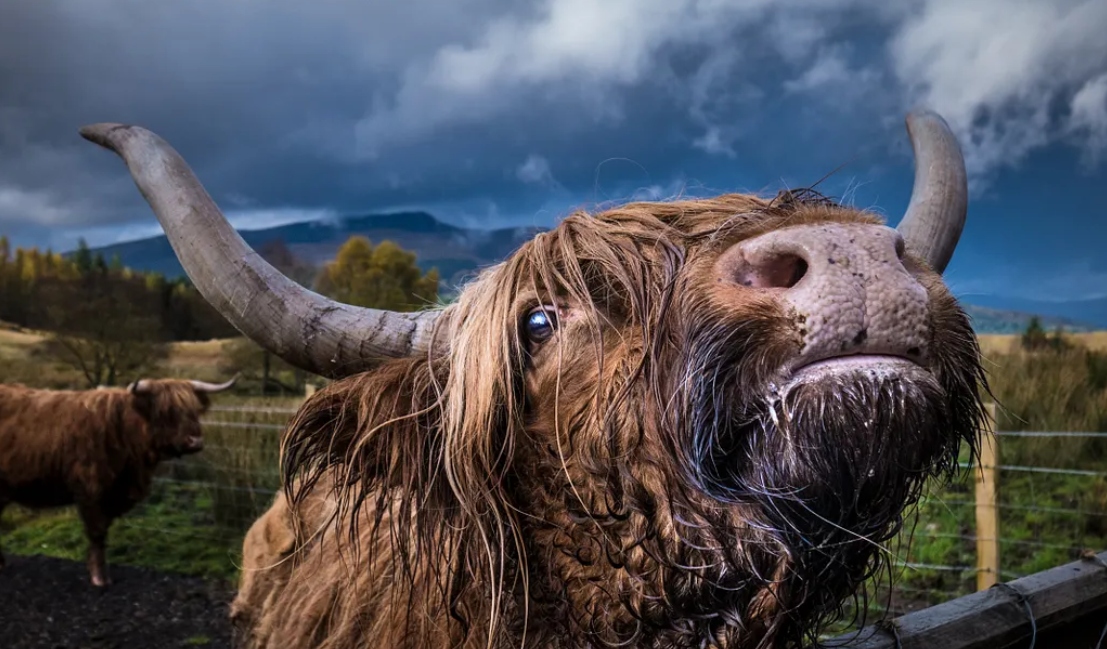 Giải mã bí ẩn nguyên do loài bò chỉ ăn cỏ nhưng vẫn phát triển hàng trăm cân thịt cơ bắp- Ảnh 3.