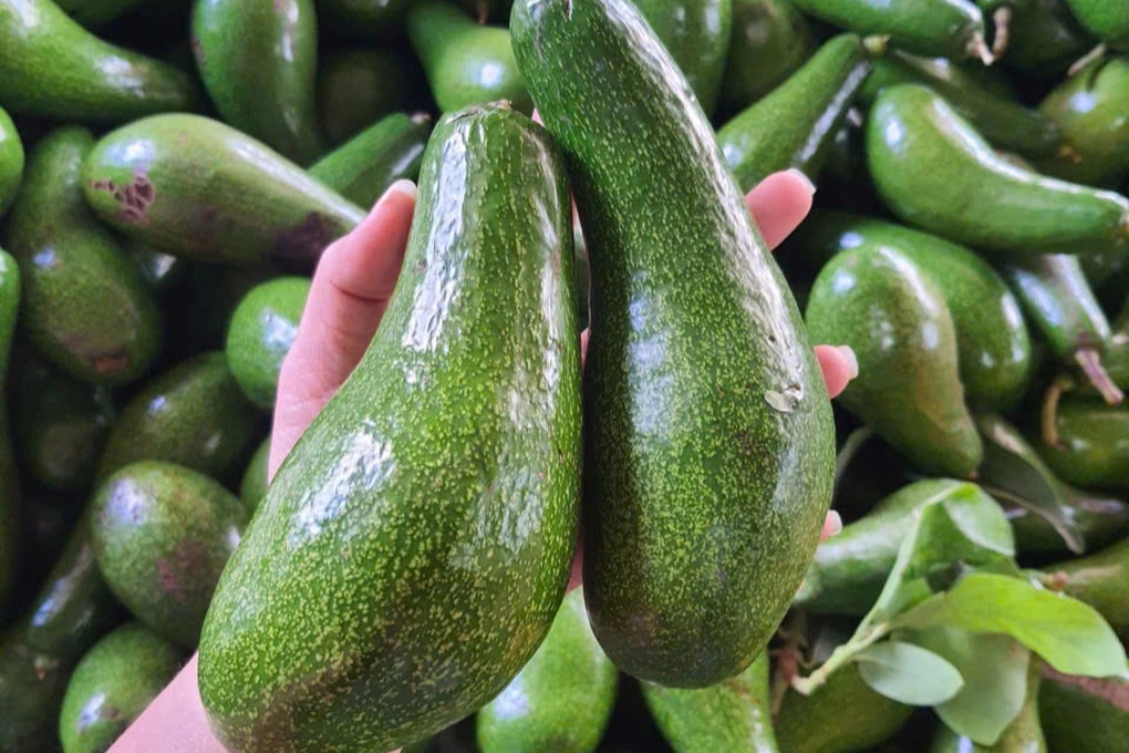 Bơ tăng giá từng ngày, nông dân Tây Nguyên trúng đậm - 2