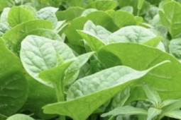 Bị sỏi thận có nên ăn rau mồng tơi không?