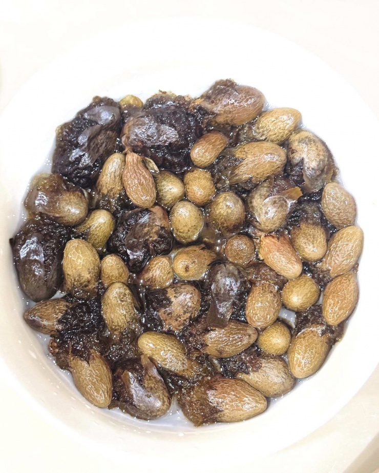 Cho nước lọc vào ngâm tầm 2-4 tiếng