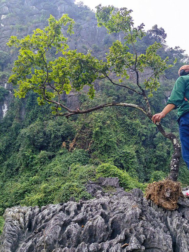 Muội hồng và những cơn sốt lặp lại - Ảnh 3.