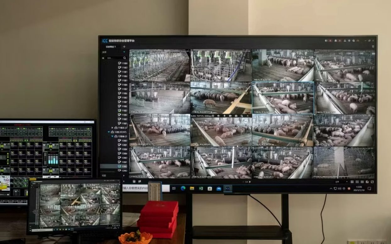 60 tấn thịt lợn ám ảnh quốc gia giàu nhất châu Á: Nhiều nông hộ đang lỗ 1 triệu đồng/con, dư thừa hàng loạt 'chung cư lợn'- Ảnh 3.