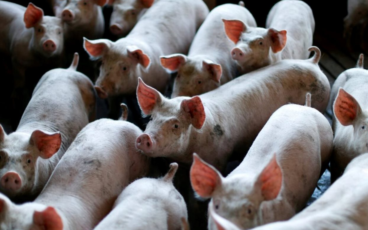 60 tấn thịt lợn ám ảnh quốc gia giàu nhất châu Á: Nhiều nông hộ đang lỗ 1 triệu đồng/con, dư thừa hàng loạt 'chung cư lợn'- Ảnh 4.