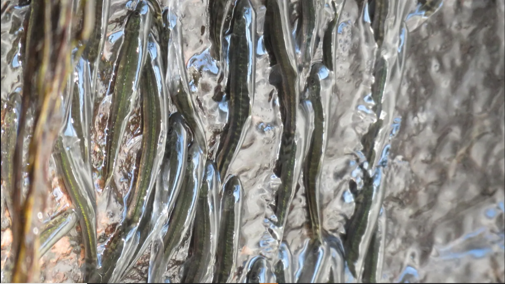 Lần đầu ghi nhận hiện tượng hàng ngàn con cá leo vách thác thẳng đứng cao 15m suốt 10 giờ: Lý do là gì?- Ảnh 4. Lần đầu ghi nhận hiện tượng hàng ngàn con cá leo vách thác thẳng đứng cao 15m suốt 10 giờ: Lý do là gì?- Ảnh 4.