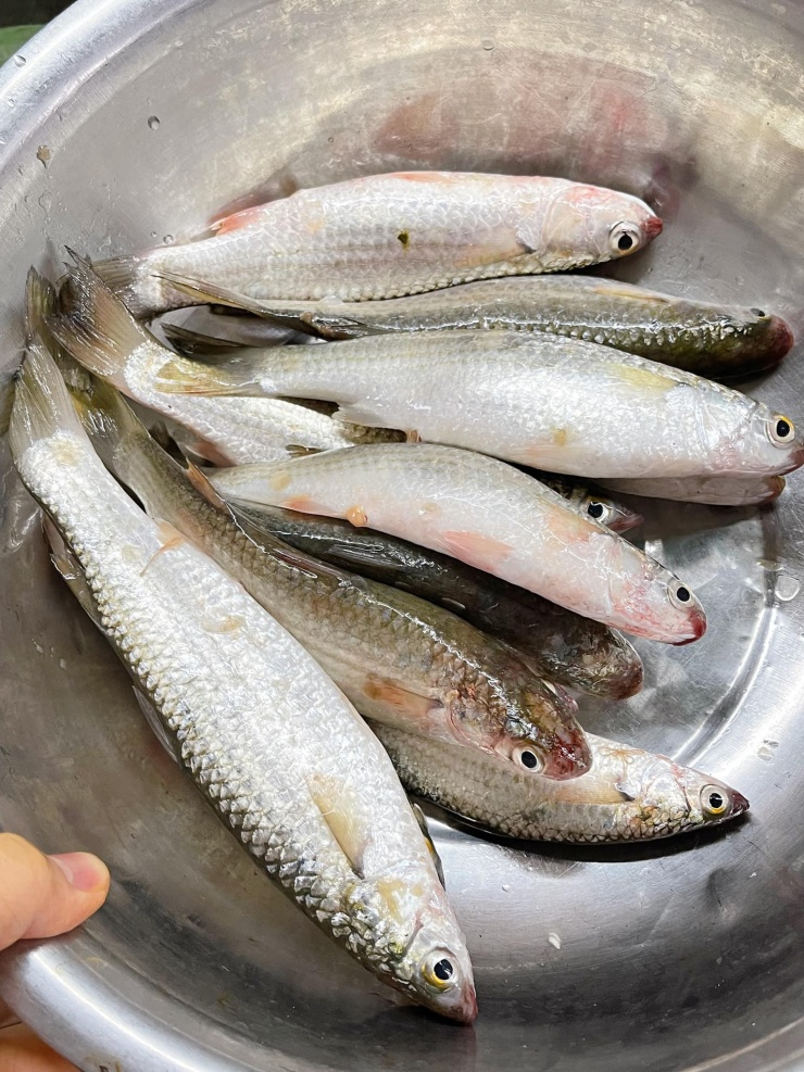 Loại cá giàu protein, ít chất béo, đem kho cá với loại củ dân dã thành món ngon mới lạ, ngon ngọt - 2