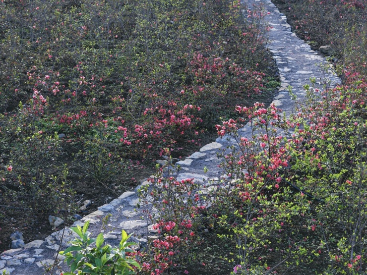 Hoa đỗ quyên bung nở ở Mộc Châu - 2