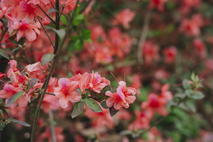 Hoa đỗ quyên bung nở ở Mộc Châu - 4